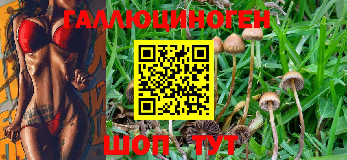 Псилоцибиновые грибы Psilocybe  Псилоцибиновые грибы ЛСД  купить наркотик  Унеча  Вход с VPN 